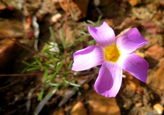 Oxalis